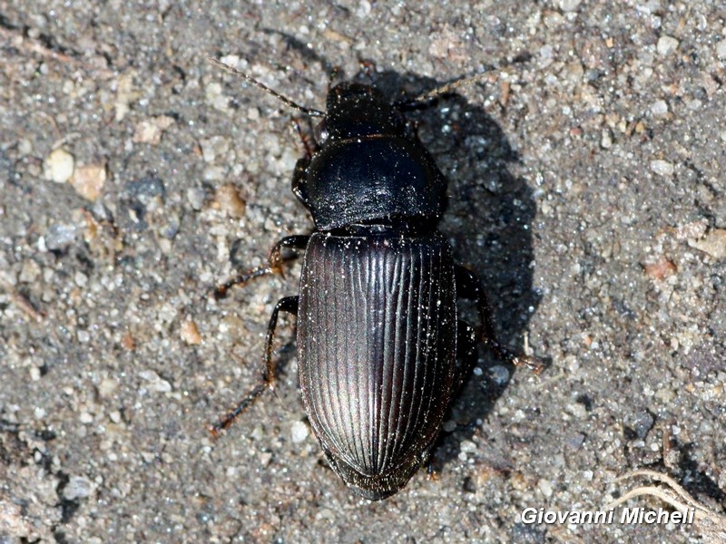 Carabidae: Anisodactylus sp.
